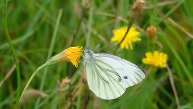 Pieris brassicae im Garten