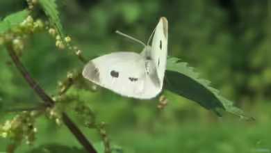 Pieris rapae im Garten