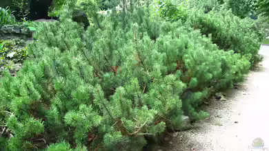 Pinus mugo var. pumilio im Garten pflanzen
