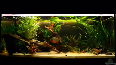 Piranha Becken von lumpi