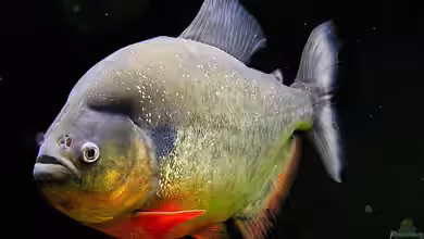 Piranha-Habitat von Cariba