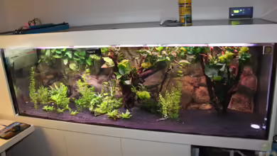 Piranha von Night2016