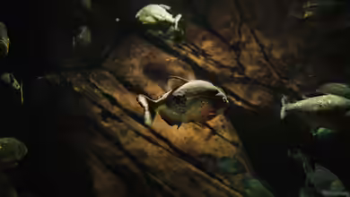 Piranhas: Das sind die gefährlichsten Arten