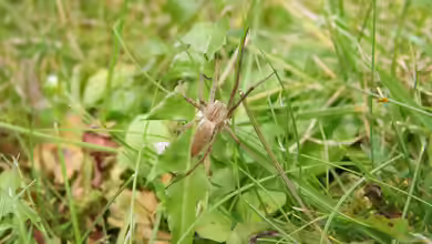 Pisaura mirabilis im Garten