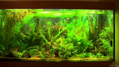 Planschbecken von Zodiack