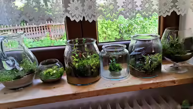 Plants and Stones-aufgelöst- von okefenokee