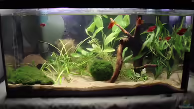 Platy Station von Mitch22