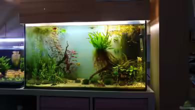 Platy und Bärblinge von KleinerPlaty