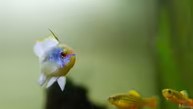 Platys-home von electricblue