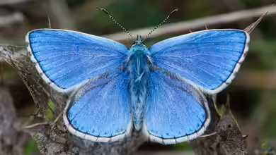 Polyommatus bellargus im Garten
