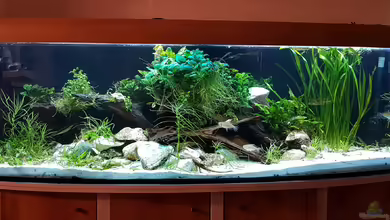 Prachtschmerlen Gesellschaft von Petrich15