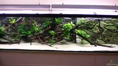 Predatory characins (aufgelöst) von Jürgen Herb