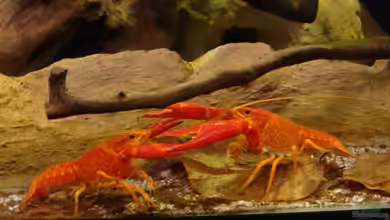 Procambarus Clarkii (nur noch als Beispiel) von manzanarez