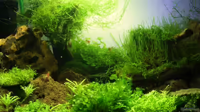 Project Crystal Red (existiert nicht mehr) von SouthAmerica