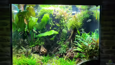Projekt Aquascape von der Theoretiker