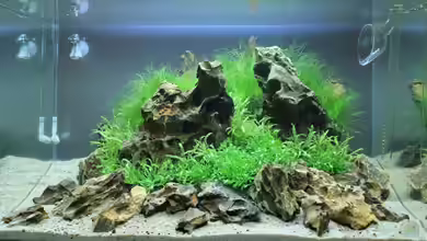 Projekt in Planung von Arami Gurami