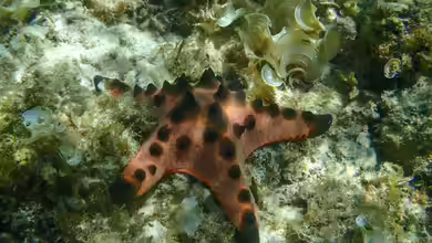 Protoreaster nodosus im Aquarium halten