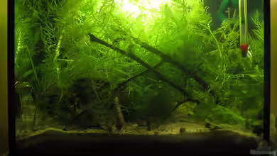 Pseudepiplatys annulatus (existiert nicht mehr) von chrisi01