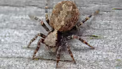 Pseudeuophrys lanigera im Terrarium halten
