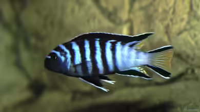 Pseudotropheus elongatus mpanga im Aquarium halten
