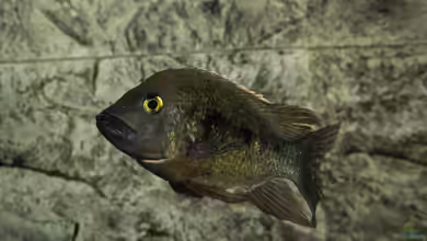 Ptychochromis grandidieri im Aquarium halten