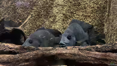 Ptychochromis oligacanthus im Aquarium halten