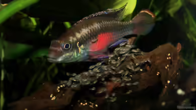 Pulchers Paradiseaufgelöst von Koehler