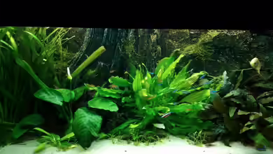 pure nature - amazonas von MarSchel