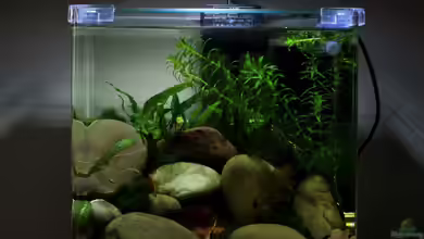 pure nature von die Perle...