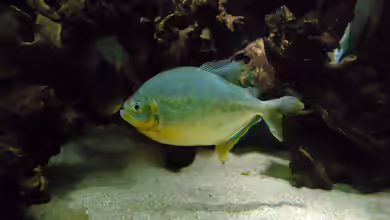 Pygopristis denticulata: Artenportrait des Lappenzahnpiranhas