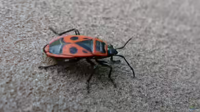 Pyrrhocoris apterus im Garten