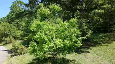 Quercus petraea im Garten pflanzen