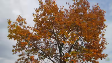 Quercus rubra im Garten pflanzen