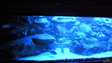 Räuber aus dem Werder.... ähmm Malawisee von Wesermalawi