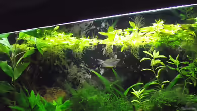 Rainbowland (aufgelöst) von Dr. Manhattan