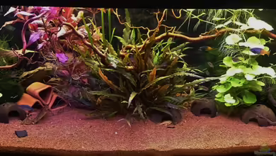 Rainbow`s Home von rainbow2010