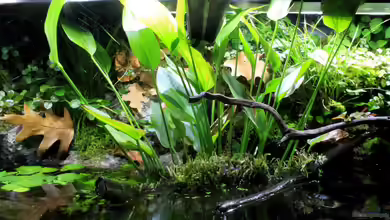 Rainbowshiner von die Perle...