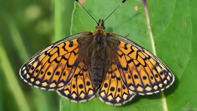 Randring-Perlmutterfalter: Boloria eunomia im Garten