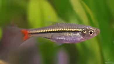 Rasboras im Aquarium halten