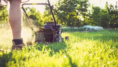 Rasenmähen im Sommer: So hoch sollte das Gras stehen bleiben