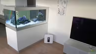 Raumteiler Tropheus Eretmodus von Ravy