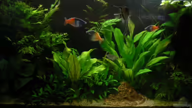 Raumteiler (umgewandelt in Timbehes Bachlauf) von Zapfenmanderl