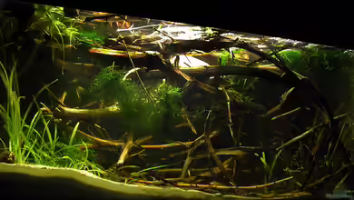 Rebenholz, Dreck und Natur von Mario74