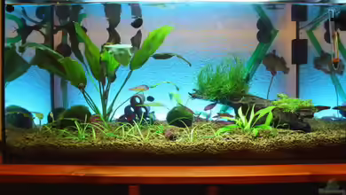 Red Bee Becken von Flo-1990