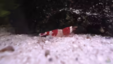 Red Bee Garnelen von Lukas Szewczyk