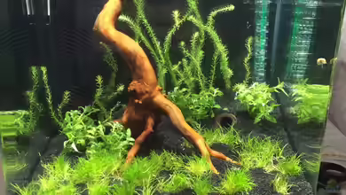 Red Bee Nano Cube von Lennart