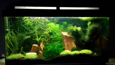 Red/Black Bee Becken von Aqua