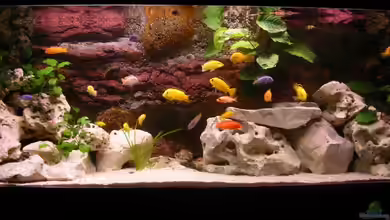 Red-Brown Reef von magunga rock