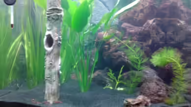 Red Cherry 16407 von wasserfloh