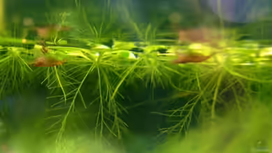 Red Cherry Becken von Kim